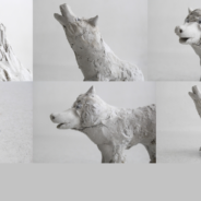 Loups du mois d’août