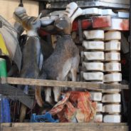 Des loups, un toutou…