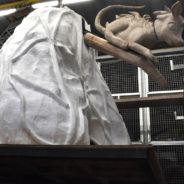 La petite bête qui descend